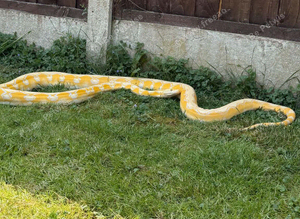 Reticulated python
