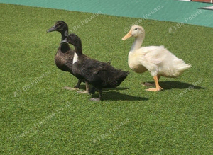 3 Domestic Indian Runner-Type Ducks