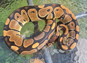 ball python and rack for sale