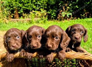Cocker spaniel puppies