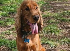 Show cocker spaniel stud