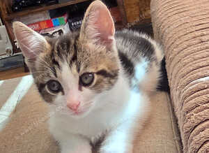 Adorable Kittens looking for a new home