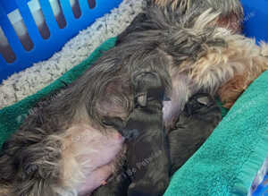 Yorkshire terrier puppy
