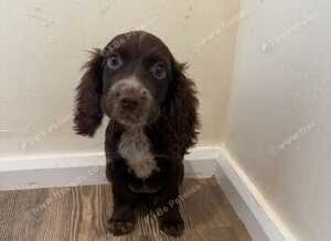 Cocker spaniels