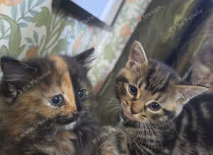 Two GORGEOUS kittens ready for loving homes