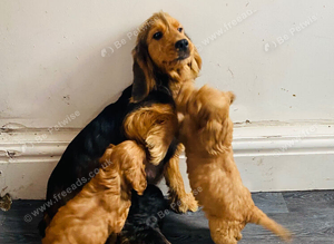 F1 cockapoo puppies ready to leave
