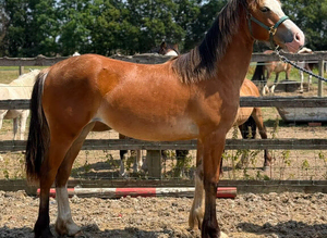 Welsh d yearling filly