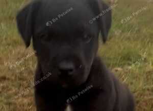 Patterdale x Lakeland