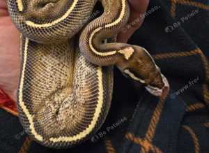 Cyprus freeway royal python female with setup