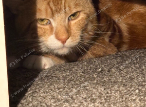 Ginger cat