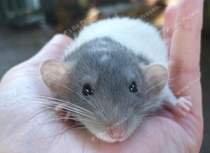 Dwarf rats