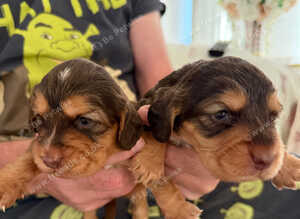 Show type cocker spaniels