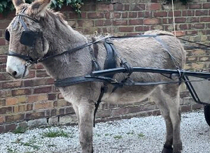 Driving donkey