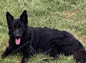 Outstanding Pedigree German Shepherd Puppies for Sale