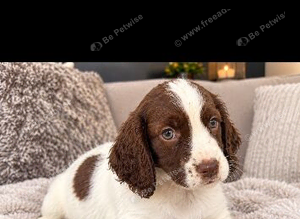 Cocker spaniel pups