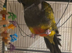 Patagonian conure