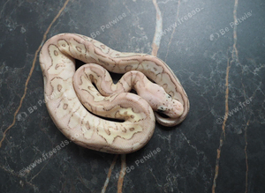 Pastel spotnose butter clown