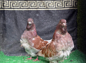 Chinese owls