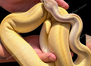 Champagne Royal Python