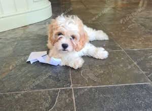 Puppies for sale