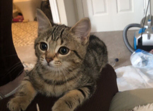 Kitten