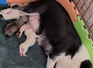 Stunning Pink Pug Puppies Available