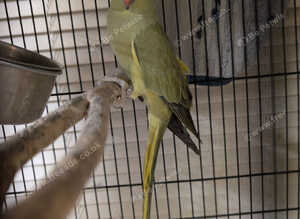 Female Indian ringneck