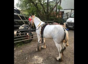 Perl halfbred mare