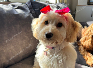 Golden cockapoo