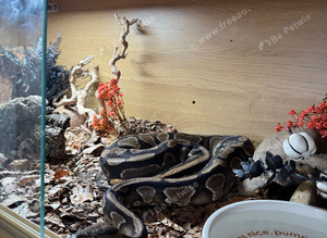beautiful royal python
