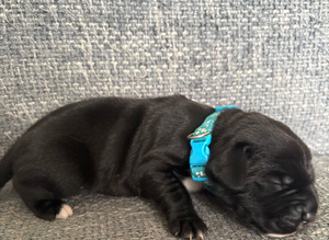 Gorgeous cane corso cross springer