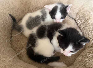 2 kittens(boy and girl)