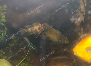 long fin oscar 7 inch free