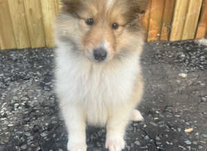 Beautiful rough collie puppy for sale boy
