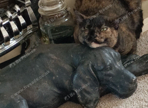 Missing cat