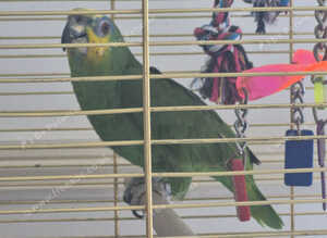 Beautiful  female amazon