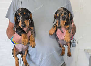 Four beautiful dachshund puppies