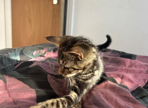 Female tabby kitten