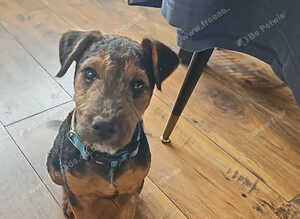 Lakeland terrier pup