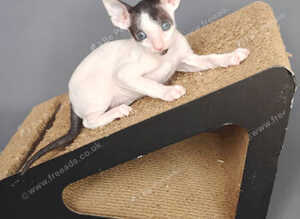 Cornish Rex Kittens Available for Reservation