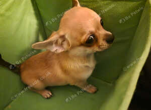 Quality KC Registered puppies
