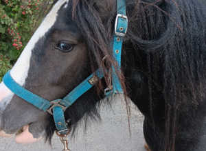 Paddock for 2 ponies***** wanted****