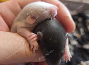 Beautiful dumbo balds and fancy rats ready for new homes
