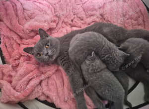 5 week old British shorthairs