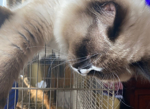 Stud Ragdoll