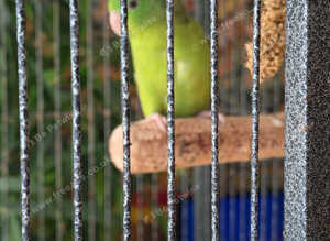 Rare female green rumped parrolet