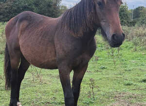 Lovely cob x Hanoverian yearling colt