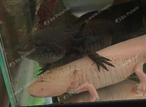 Axolotl