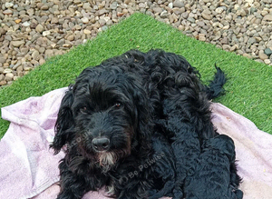 Cockapoo puppies