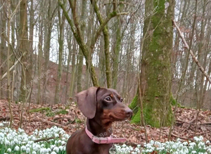 Dashund puppies